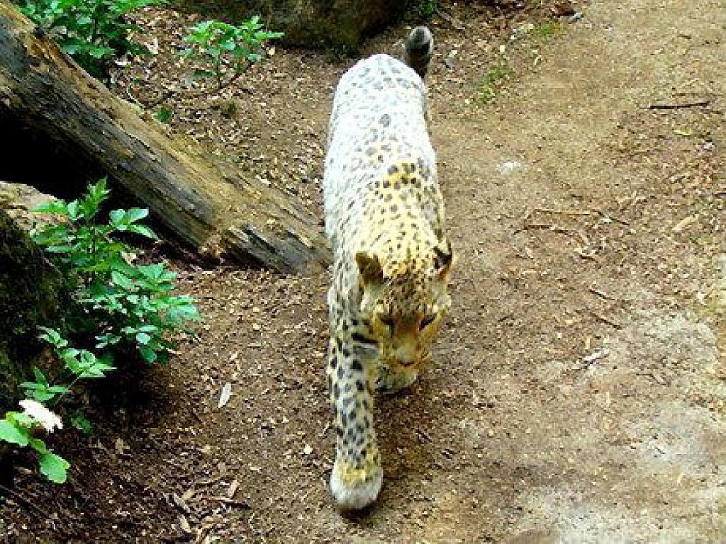 149 BIO PARC DE DOUE LA FONTAINE 3- 2016_000011.jpg